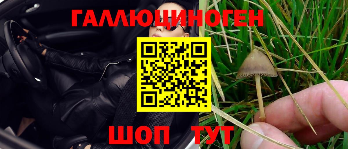 Галлюциногенные грибы Psilocybine cubensis Дагестанские Огни
